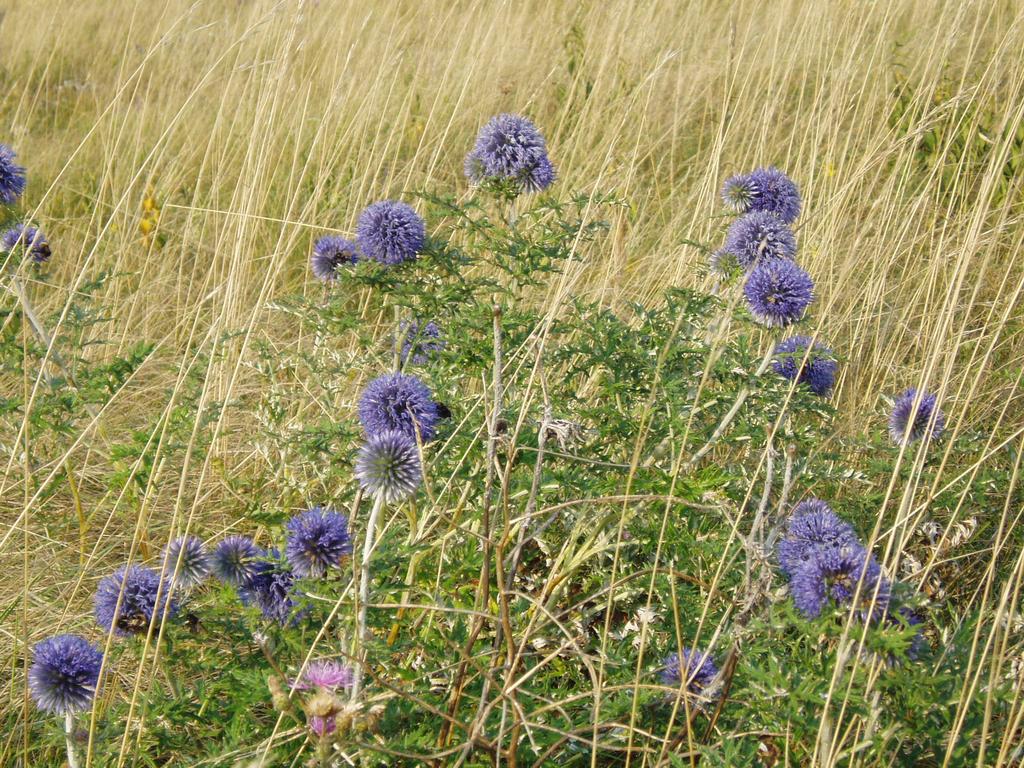 Kugeldistel