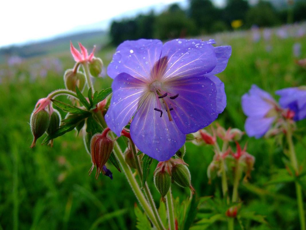 Wiesenstorchschnabel