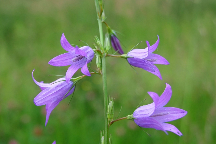 Wiesen-Glockenblume